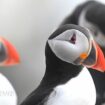 Puffins increase on Farne Islands despite bird flu