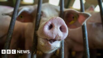 RSPCA launches review of farm animal welfare scheme