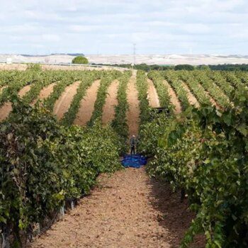 Rueda recuerda que la uva godello lleva plantada en la D.O. desde 1996 y que ya han sacado vinos elaborados con ella sin la marca de calidad