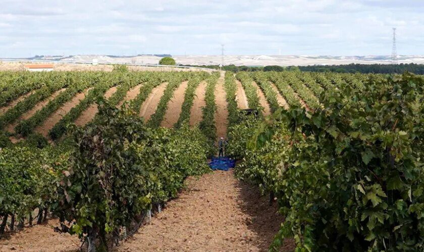 Rueda recuerda que la uva godello lleva plantada en la D.O. desde 1996 y que ya han sacado vinos elaborados con ella sin la marca de calidad