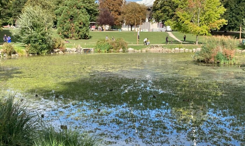 « Sa progression a explosé » : à Reims, la bataille contre une plante qui envahit les plans d’eau est-elle déjà perdue ?