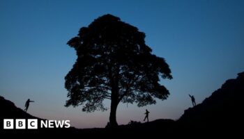 Sycamore Gap sapling gifted in memory of boy with cancer