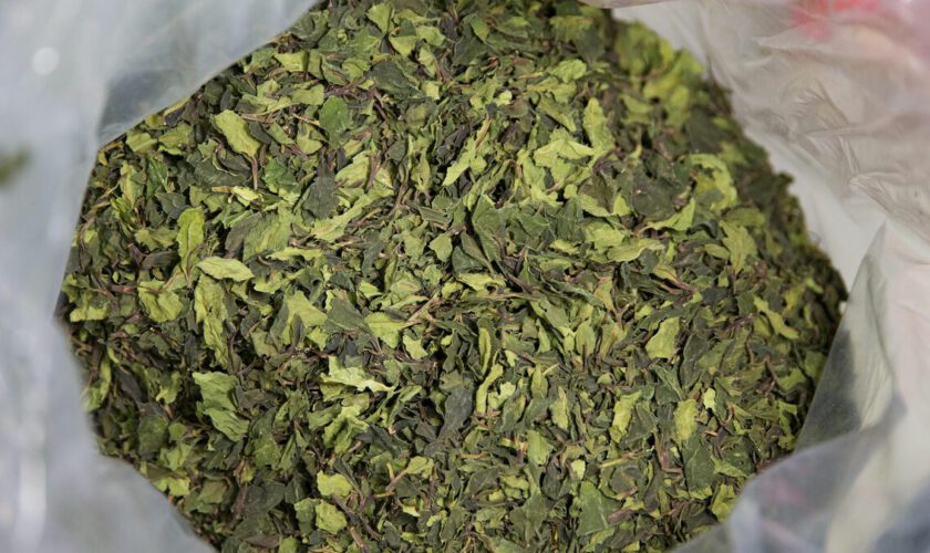 Trafic de drogue en Île-de-France : 150 kg de khat saisis et cinq dealers interpellés