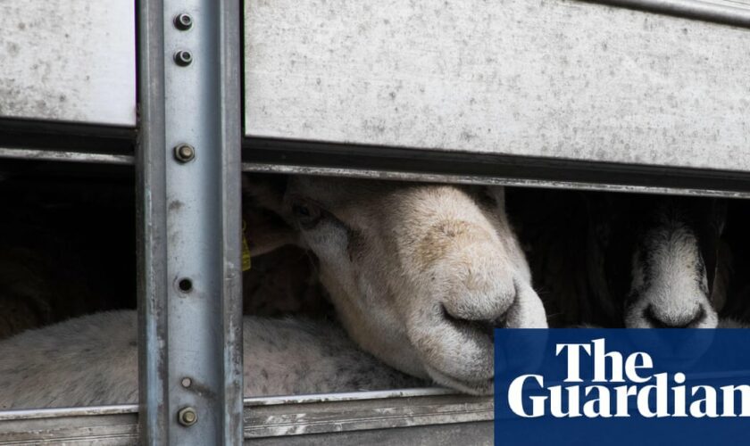 Two hundred sheep killed in truck fire in remote NSW