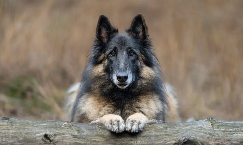 Un juez de Santander acuerda la copropiedad y custodia compartida de un perro