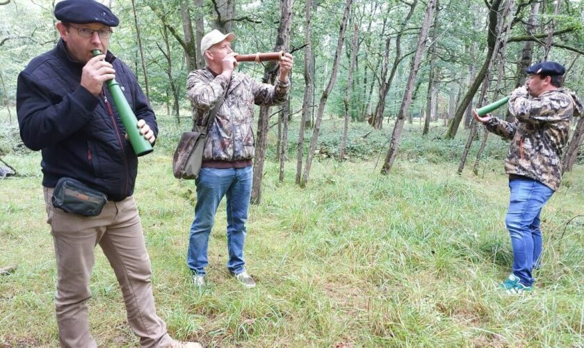 « Une histoire d’émotion à retranscrire » : en pleine forêt de Rambouillet, ils imitent… le brame du cerf