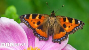 Wildlife charity declares 'butterfly emergency'