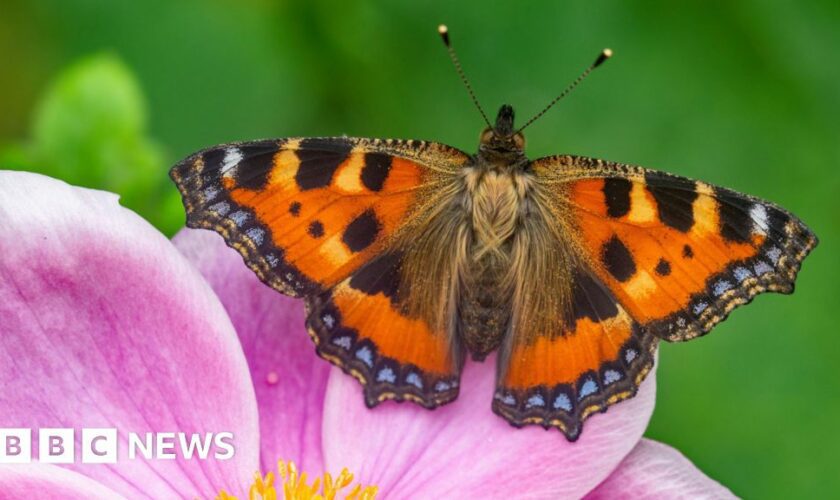 Wildlife charity declares 'butterfly emergency'