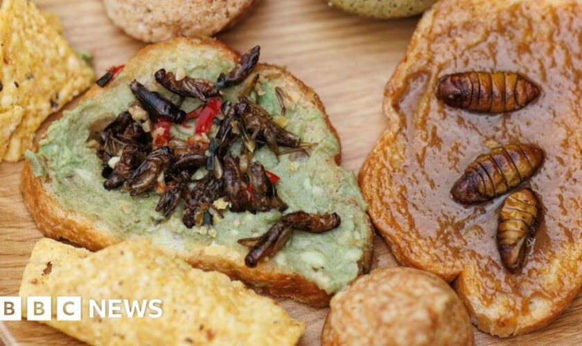 Would you eat insects if they were tastier?