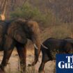 Zimbabwe orders cull of 200 elephants amid food shortages from drought