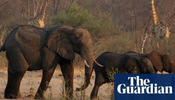 Zimbabwe orders cull of 200 elephants amid food shortages from drought