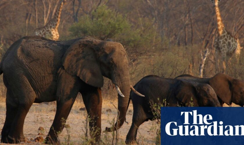 Zimbabwe orders cull of 200 elephants amid food shortages from drought