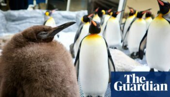 ‘Big baby’: Melbourne aquarium’s huge 22.5kg penguin chick Pesto set to slim down after becoming viral star