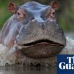 ‘Thrown like a rag doll’: British tourist narrowly survives hippo attack in Zambia