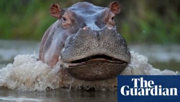 ‘Thrown like a rag doll’: British tourist narrowly survives hippo attack in Zambia