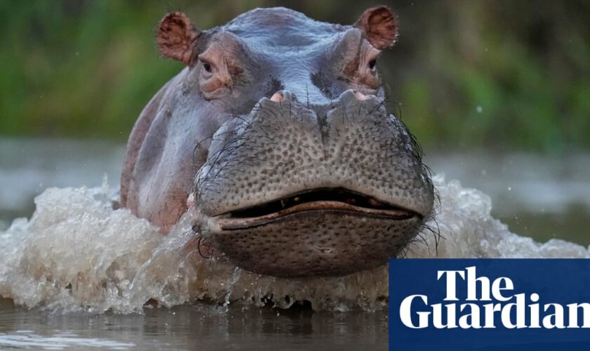 ‘Thrown like a rag doll’: British tourist narrowly survives hippo attack in Zambia