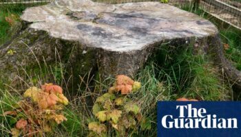 ‘Trees of hope’: Sycamore Gap tree saplings to be planted around UK