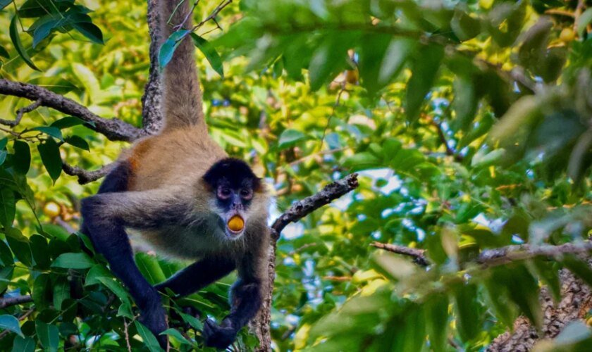 ¿Consumen alcohol los animales para emborracharse?