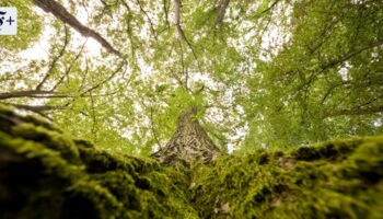 F.A.Z. Frühdenker: Kann der deutsche Wald beim Erreichen der Klimaziele helfen?