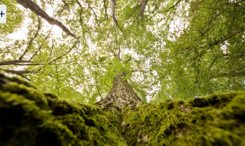 F.A.Z. Frühdenker: Kann der deutsche Wald beim Erreichen der Klimaziele helfen?