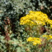 Si vous voyez cette plante dans votre jardin, attention, elle est très toxique - il faut vous en débarrasser