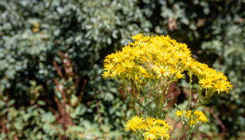 Si vous voyez cette plante dans votre jardin, attention, elle est très toxique - il faut vous en débarrasser