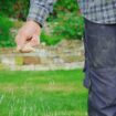 Gardeners warned over common lawn mistake that 'turns grass blue'