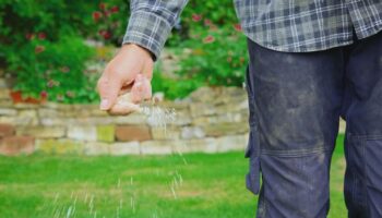 Gardeners warned over common lawn mistake that 'turns grass blue'