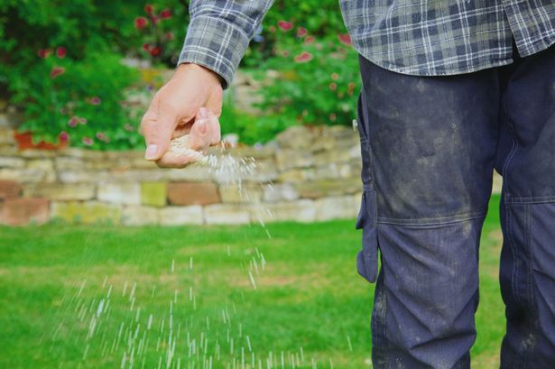 Gardeners warned over common lawn mistake that 'turns grass blue'