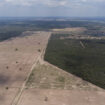 Le commerce du collagène participe à la déforestation au Paraguay, selon l’ONG Global Witness