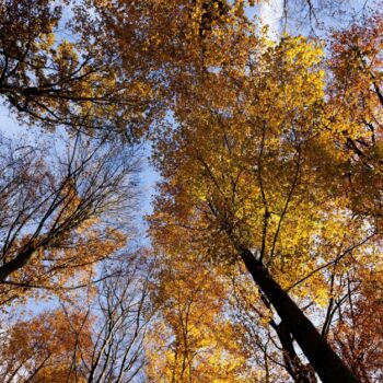 Alarmierende Daten: Ein kranker Wald wird zum Klimasünder