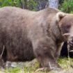 »Fat Bear«-Wahl in Alaska: Braun-Bär Grazer gewinnt vor Chunk