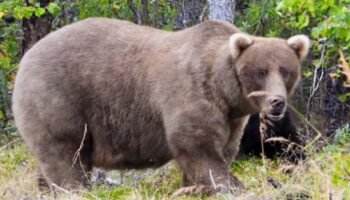 »Fat Bear«-Wahl in Alaska: Braun-Bär Grazer gewinnt vor Chunk