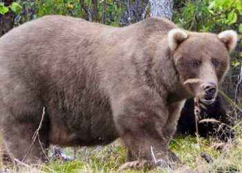 »Fat Bear«-Wahl in Alaska: Braun-Bär Grazer gewinnt vor Chunk