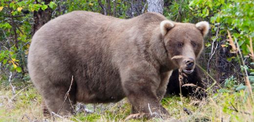 »Fat Bear«-Wahl in Alaska: Braun-Bär Grazer gewinnt vor Chunk