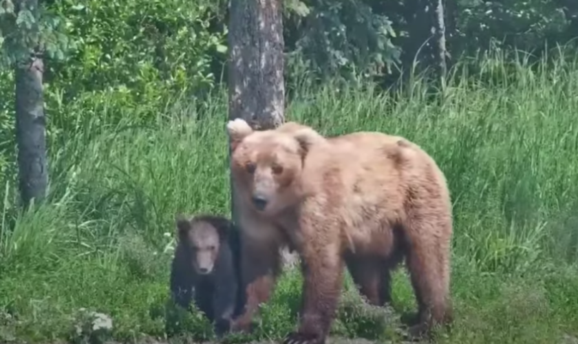 Concours du plus gros ours 2024 en Alaska : derrière la gagnante Grazer, une terrible histoire de meurtre