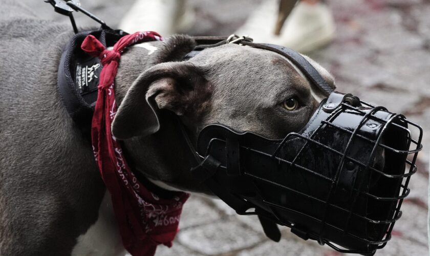 Texas babysitter’s dogs attack toddler and teenager left alone in her care: Sheriff