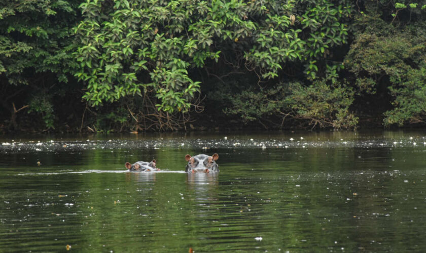 Au Nigeria, des pêcheurs célèbrent la mort d’un “hippopotame tueur”