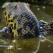 Wettbewerb »Wildlife Photographer of the Year«: Die schönsten Fotos