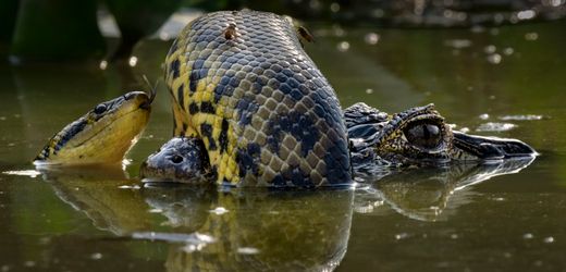 Wettbewerb »Wildlife Photographer of the Year«: Die schönsten Fotos