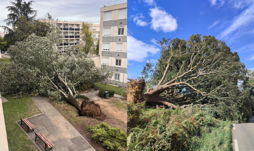 Tempête Kirk : les images des arbres déracinés et des inondations, de Lyon à l’ouest de la France