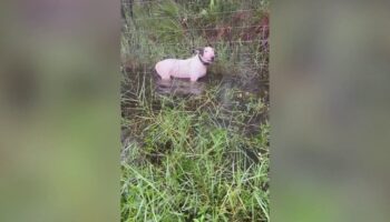 Florida trooper rescues dog tied to pole in puddle as Milton heads toward state, DeSantis calls owner 'cruel'