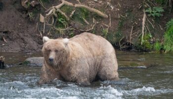 Alaska’s Fat Bear Contest winner finishes ahead of the bear that killed her cub