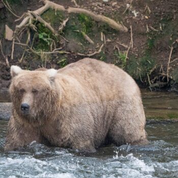 Alaska’s Fat Bear Contest winner finishes ahead of the bear that killed her cub