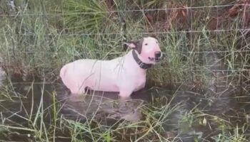 Hurricane Milton: Terrified dog left tied to pole rescued by quick-thinking cops