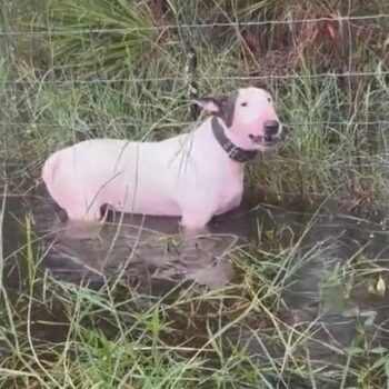 Hurricane Milton: Terrified dog left tied to pole rescued by quick-thinking cops