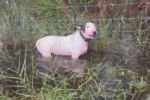 Hurricane Milton: Terrified dog left tied to pole rescued by quick-thinking cops