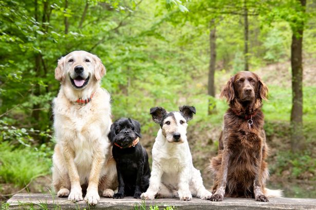 'I'm a dog trainer and I'd never have this breed in my family home'