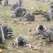 The raccoons at the property in Poulsbo, Washington. Pic: Kitsap County Sheriff's Office via AP