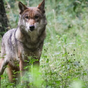 Ins Jagdrecht aufgenommen: Hessischer Landtag stuft Wolf als Gefahr ein